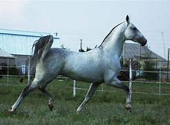 Image result for Khurdaek Horse