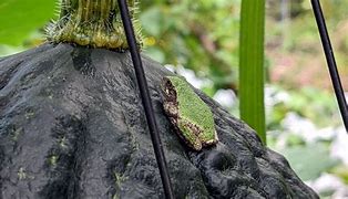 Image result for Squash Plant Smell