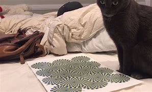 Image result for Tripping Cat Optical Illusion