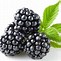 Image result for BlackBerry Seeds