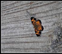 Image result for Halloween Butterfly Wallpaper