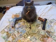 Image result for Bad Ass Cat PFP