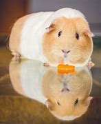 Image result for Cavy Guinea Pig