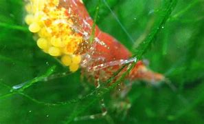 Image result for cherry shrimp with egg