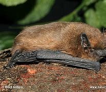 Image result for Collared Pipistrelle