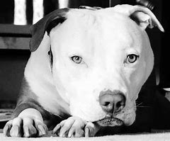 Image result for Pit Bull American Bully