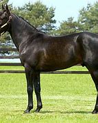 Image result for Standardbred Trotter