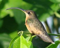 Image result for Glaucis Trochilidae