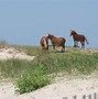 Image result for Rare Famous Horses
