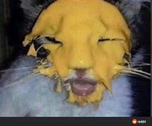 Image result for Chmeese Cat Meme