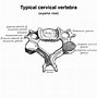 Image result for Cervical Atlas