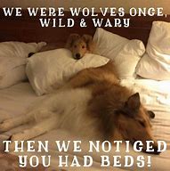 Image result for Rough Collie Meme