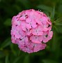 Image result for Dianthus Stardust