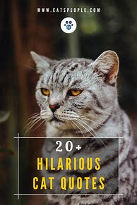 Image result for Clever Cat Sayings