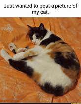Image result for Calico Cat Meme