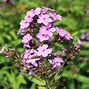 Image result for Phlox Lilac Time (Paniculata-Group)