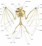 Image result for Bat Skeleton Labeled