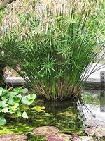 Image result for Cyperus Water Plant