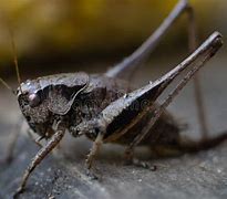 Image result for Cricket in Wild