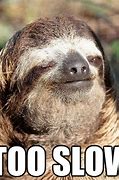 Image result for Funny Slow Sloth Memes