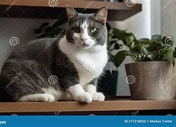 Image result for Gray and White Tuxedo Cats