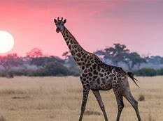 Image result for 3 Foot Tall Animals