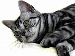 Image result for American Shorthair