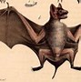 Image result for Evil Bats in Folklore