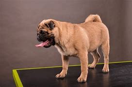 Image result for Dry Skin On Pugs