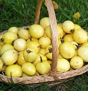 Image result for Jamaican Sweet Cup Fruit