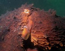 Image result for Frilled Giant Pacific Octopus