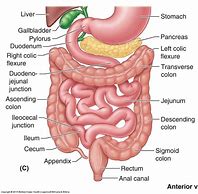 Image result for Large Intestine Digestion