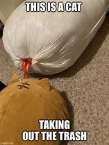 Image result for Trash Cat Memes