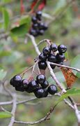 Image result for Edible Wild Berries and Plants