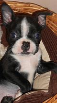 Image result for Cute Baby Boston Terriers