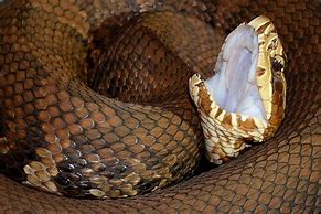 Image result for Black and White Speckled Cottonmouths La