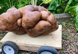 Image result for Largest Potato