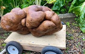 Image result for Largest Potato Head