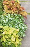 Image result for Low Ground Cover Shade Plants
