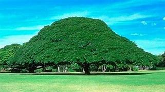 Image result for Trees Which Change Colours in Kenya