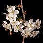 Image result for Prunus cerasus Montmorency