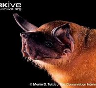 Image result for Greater Bulldog Bat