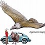 Image result for Largest Bird Ever Recorded