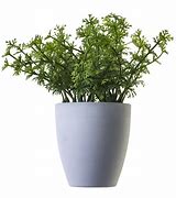 Image result for Plant with White Background