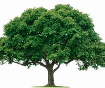 Image result for Old Tree PNG