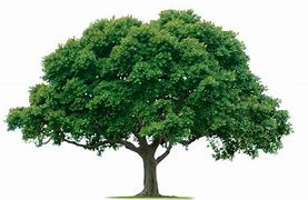 Image result for Tree Object Show Transparent Background