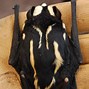 Image result for Large-Eared Pied Bat
