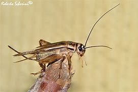 Image result for Acheta Domestica Adult