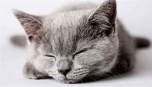 Image result for Cute Grey Wallpapers