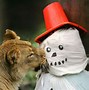 Image result for Funny Animal Christmas Pictures